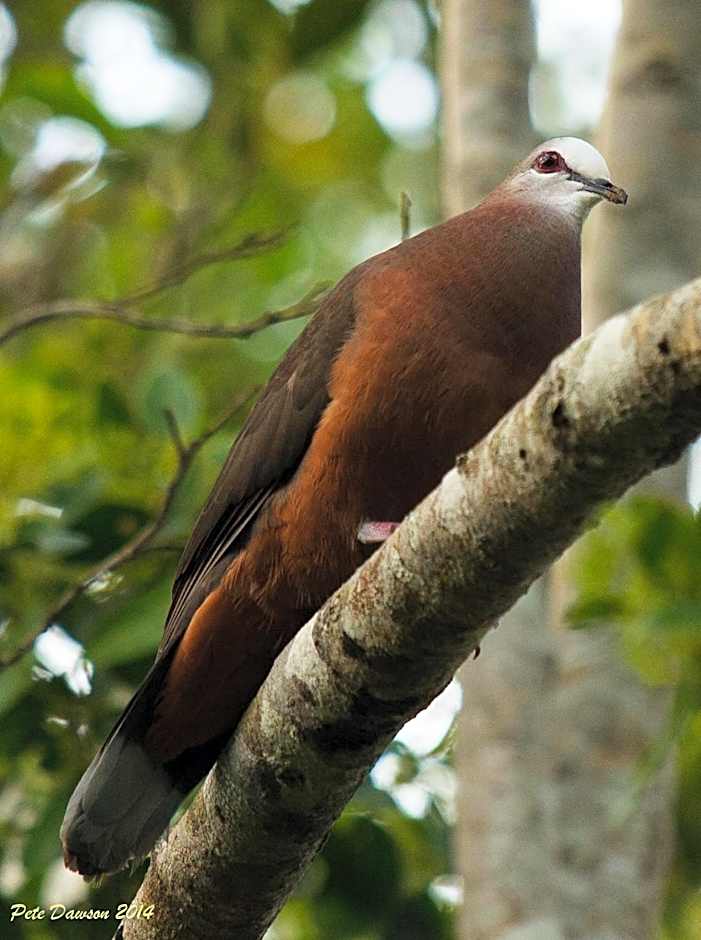 St Lucia Kingfisher Lodge