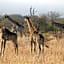 Ditholo Game Lodge Bela Bela