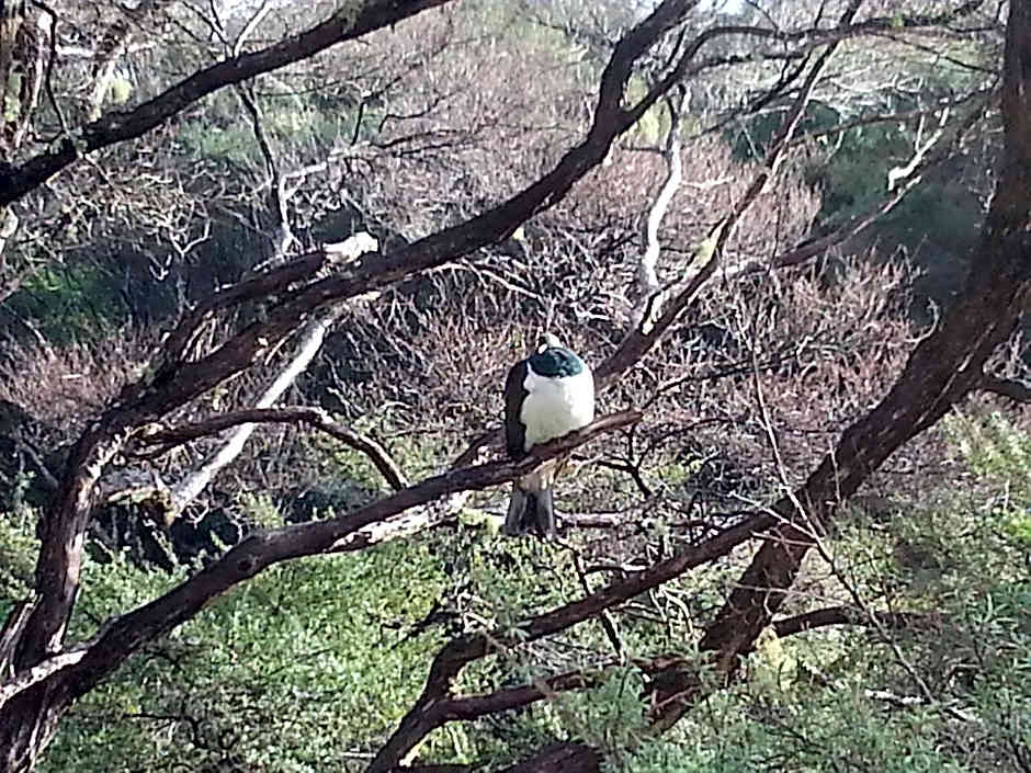 Waiheke Island Punga Lodge