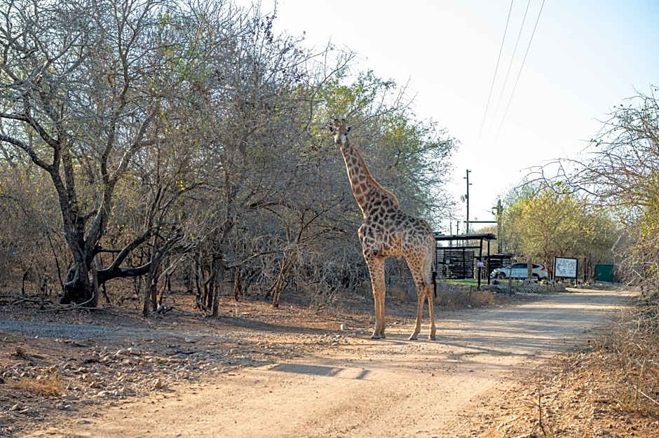 Foxy Crocodile Bush Lodge & Kruger Safari's - No Loadshedding