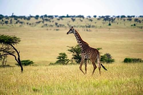 Olare Mara Kempinski