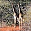 Chinaka Game Lodge