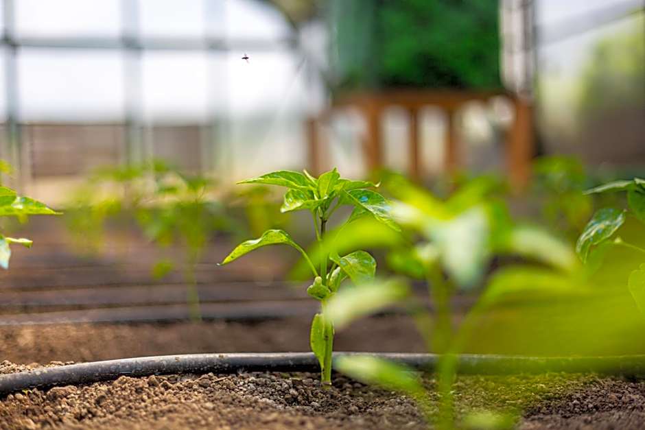 Pensiunea Casa Nostalgia