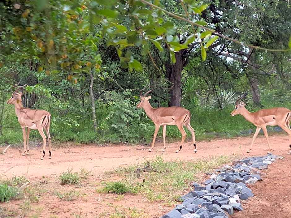 Masorini Bush Lodge & Safari Tents