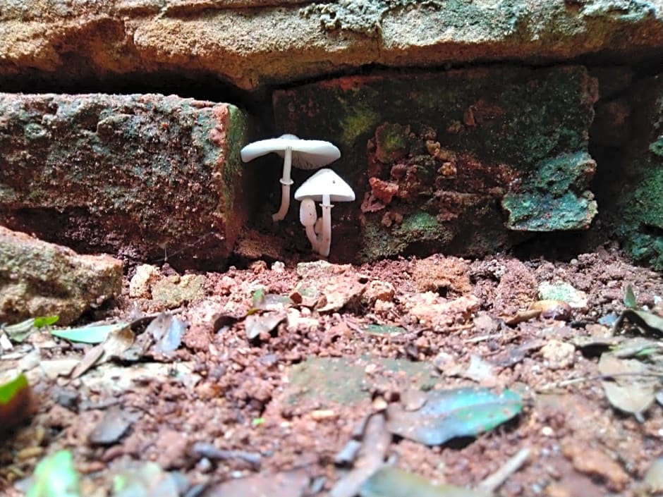 Café com Arte Pousada Ecológica