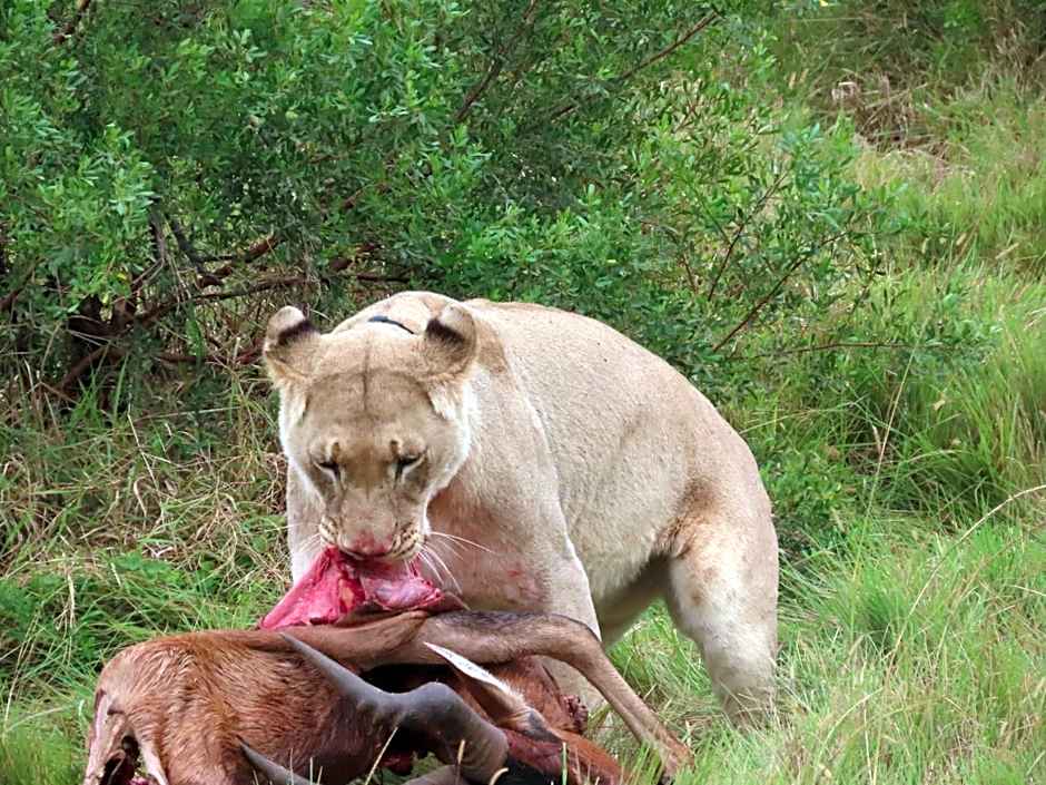 Dungbeetle River Lodge