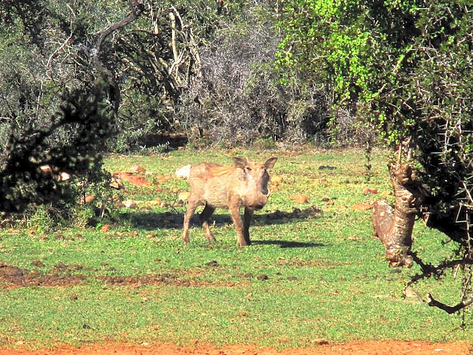 Valley Bushveld Country Lodge