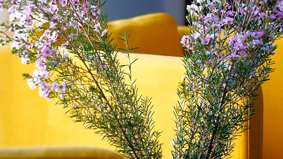 Jono kalnelis Apartments