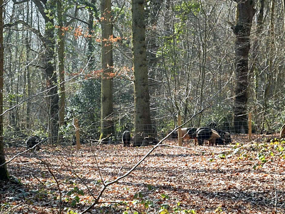 Oakside Lodge Guest House