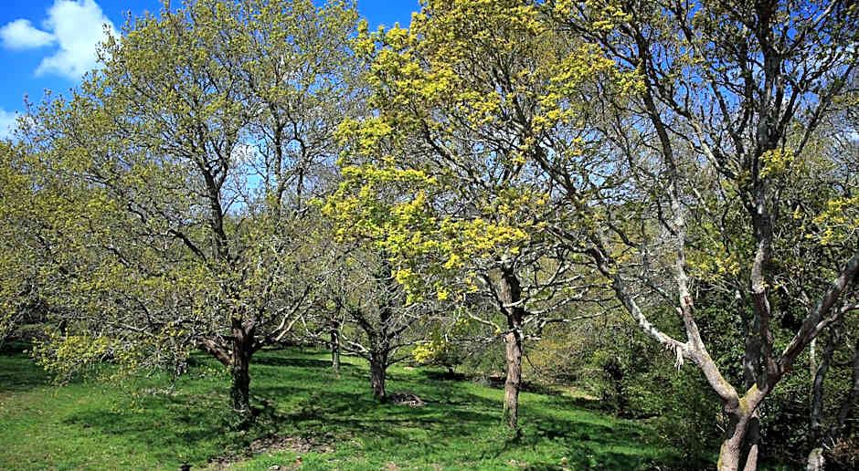 Aux Arbres Chanteurs
