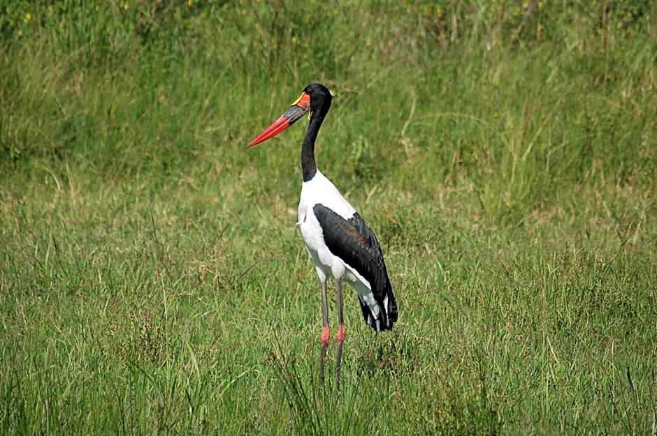 Mara Intrepids Tented Camp