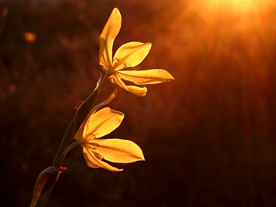 Naries Namakwa Retreat