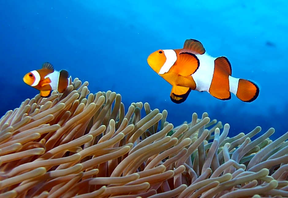 Lutwala Bungalows and Private Villa