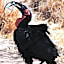 Mabula Game Lodge
