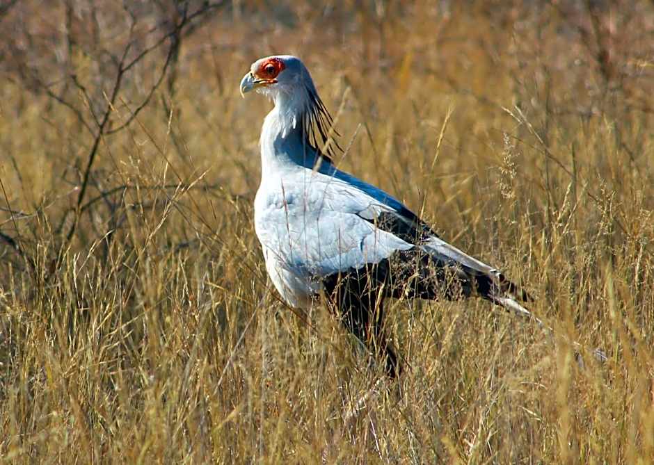 Lindani Game and Lodges