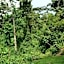 Chimpanzee Lodge