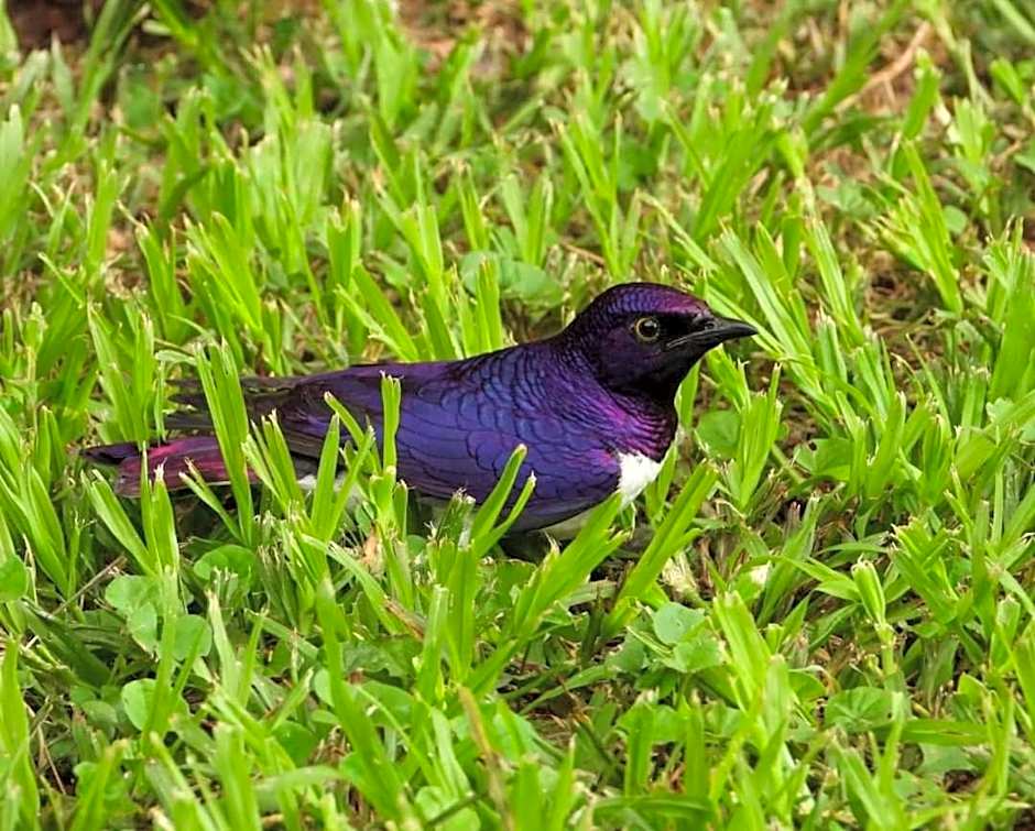 Hippo Waterfront Lodge
