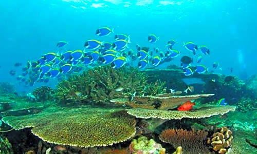 DAYA Beach, Lipe local