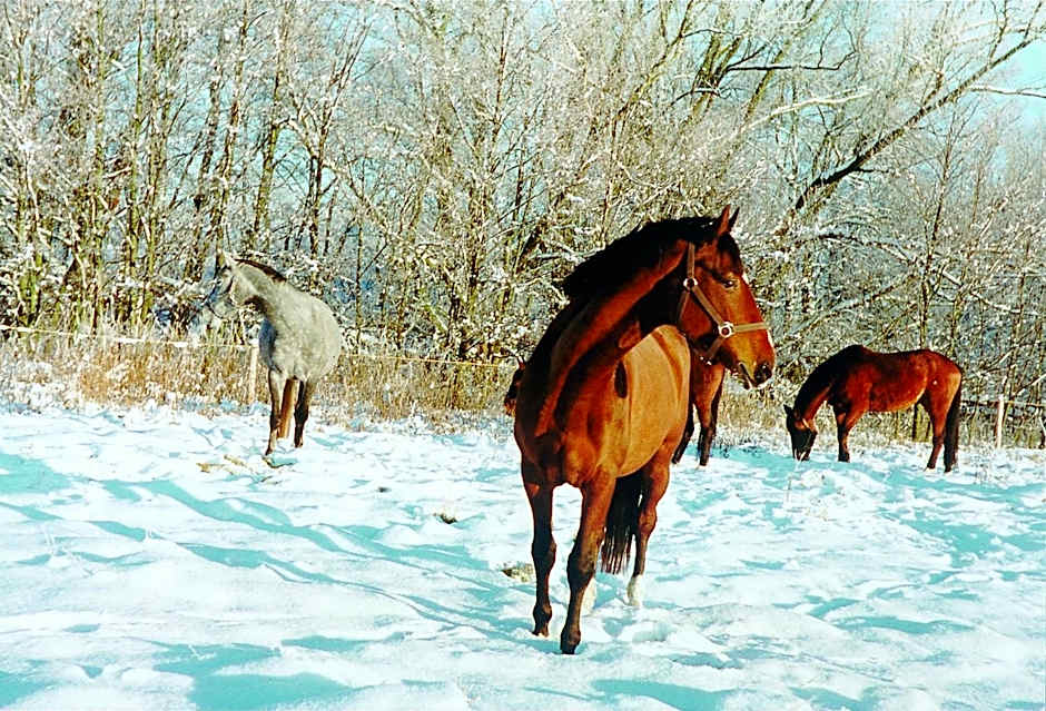 Seehotel Am Neuklostersee