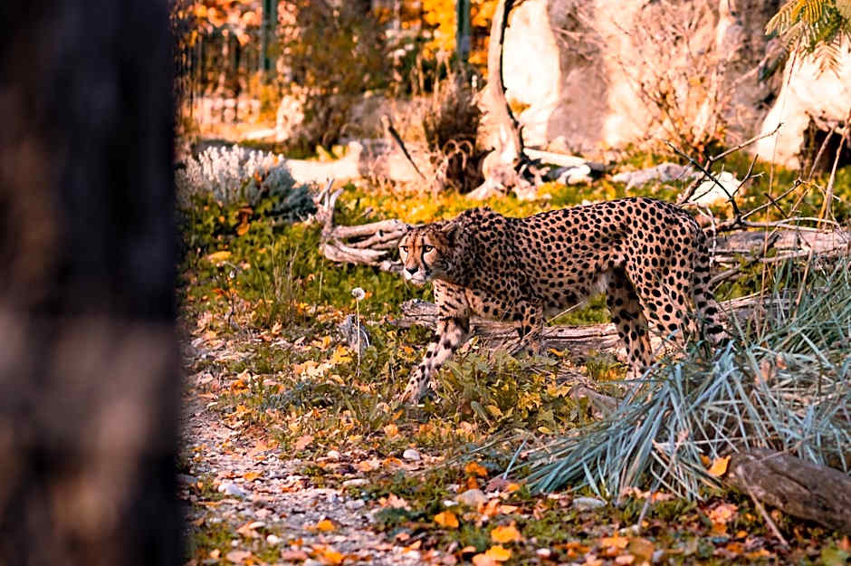 WELTWIEN Luxury Art Apartments & Free Parking