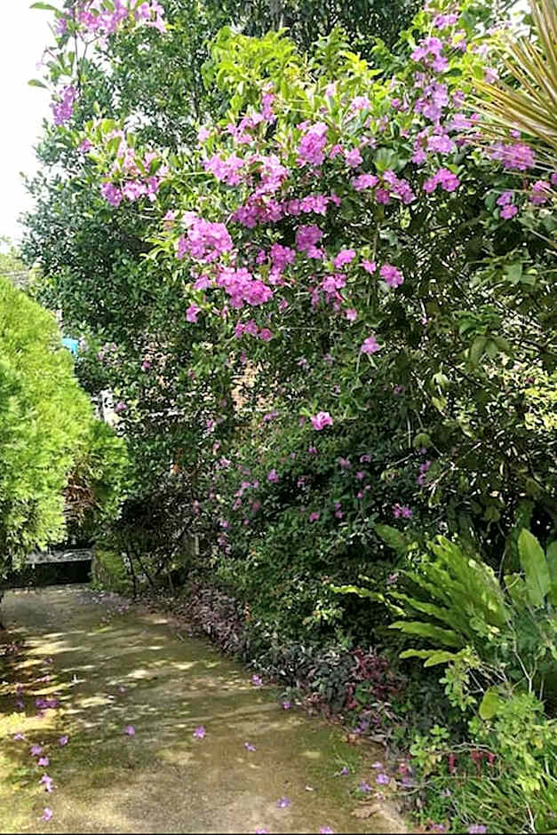 HikkaJayaSri Villa Peacock