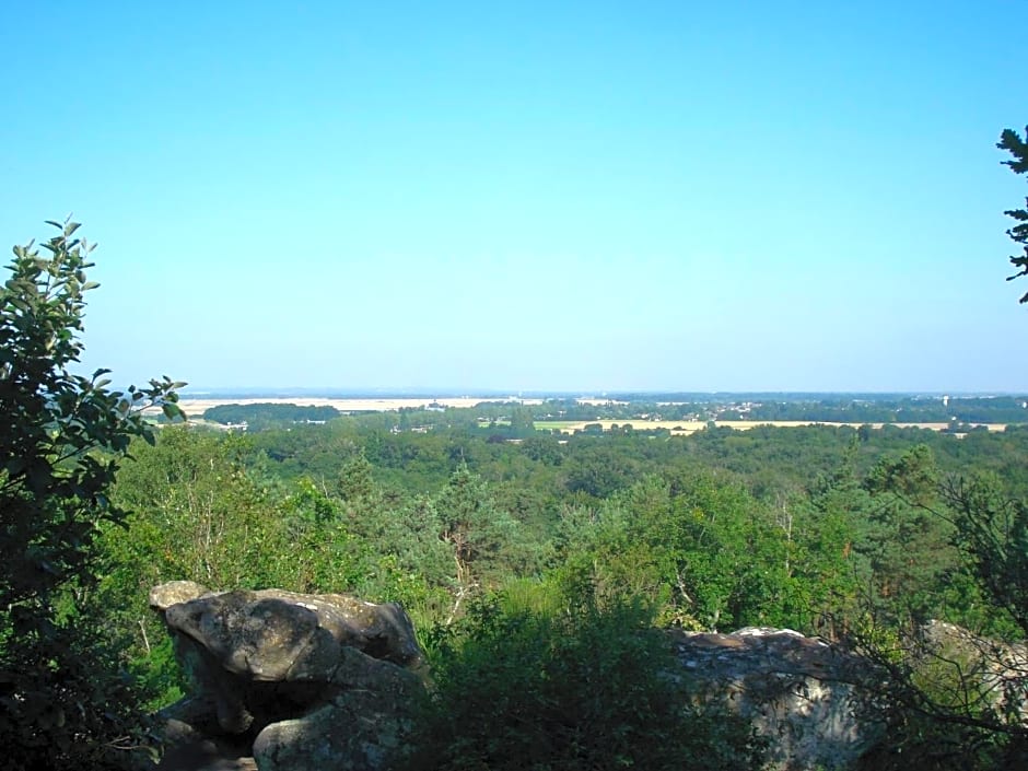Les Prémices De La Forêt