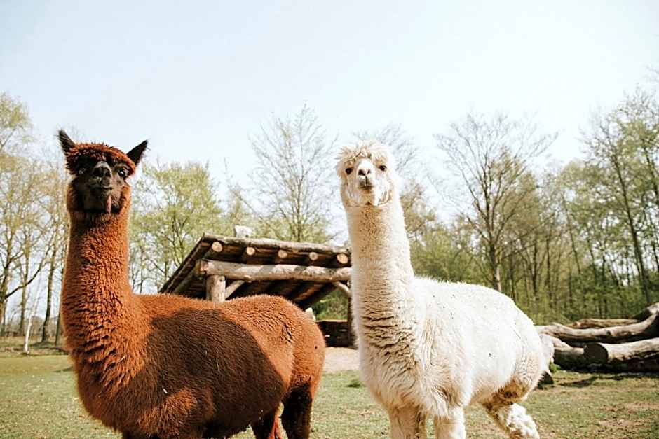 Vakantiepark Dierenbos