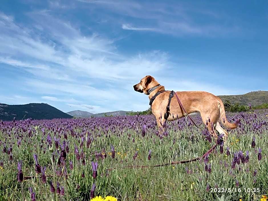 Casa de huéspedes B&B Villa de las Hortensias
