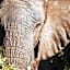 Nyosi Wildlife Reserve