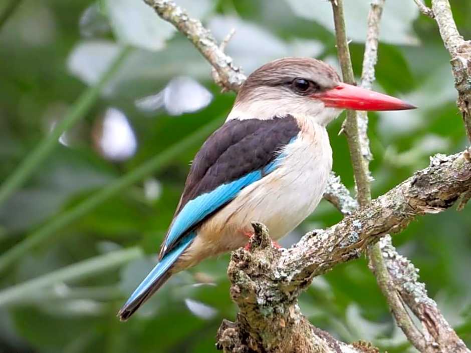 Hippo Waterfront Lodge