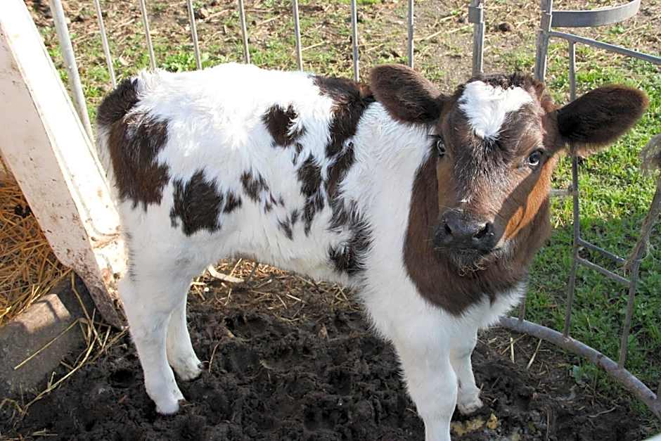 Bed and Breakfast De Volkelse Hooiberg