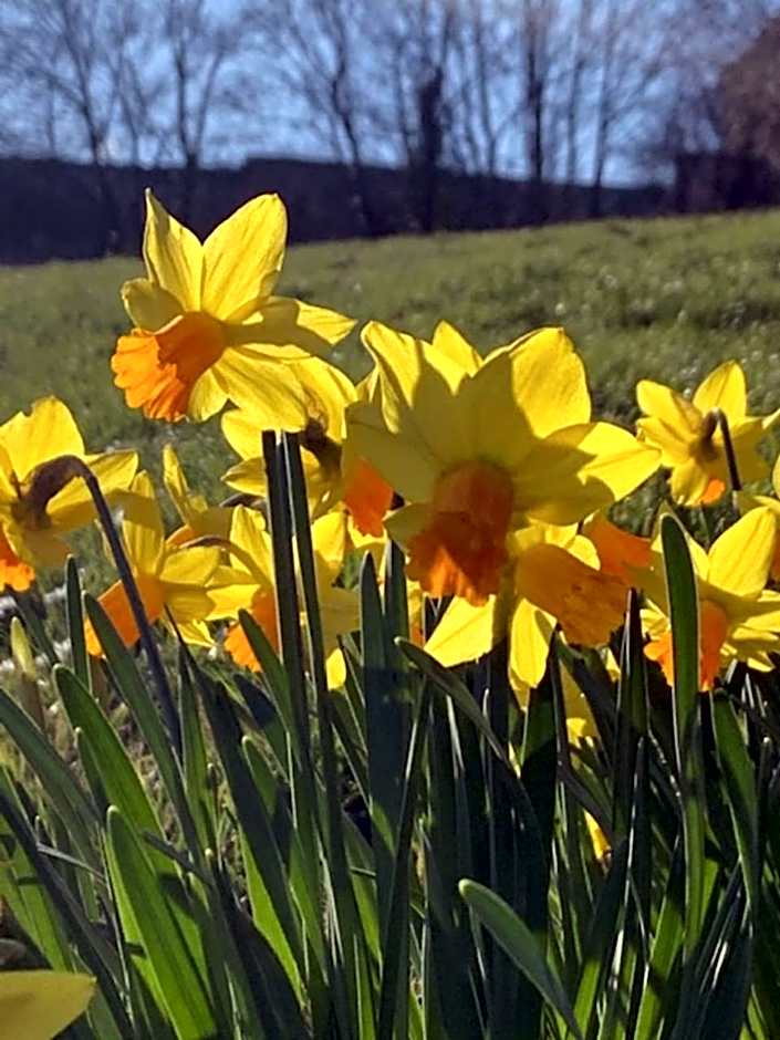 Logis Hotel Du Chateau