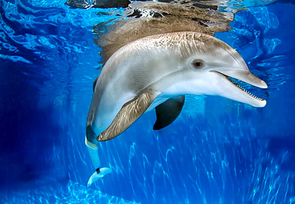 Country Inn & Suites by Radisson, St. Petersburg - Clearwater, FL