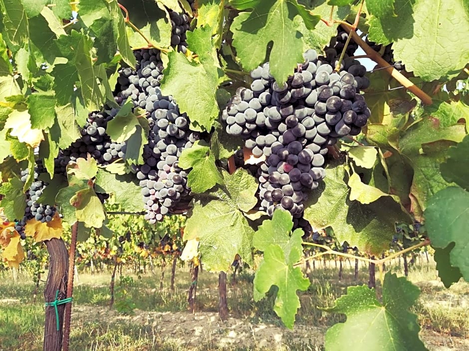 Tenuta i musi lunghi