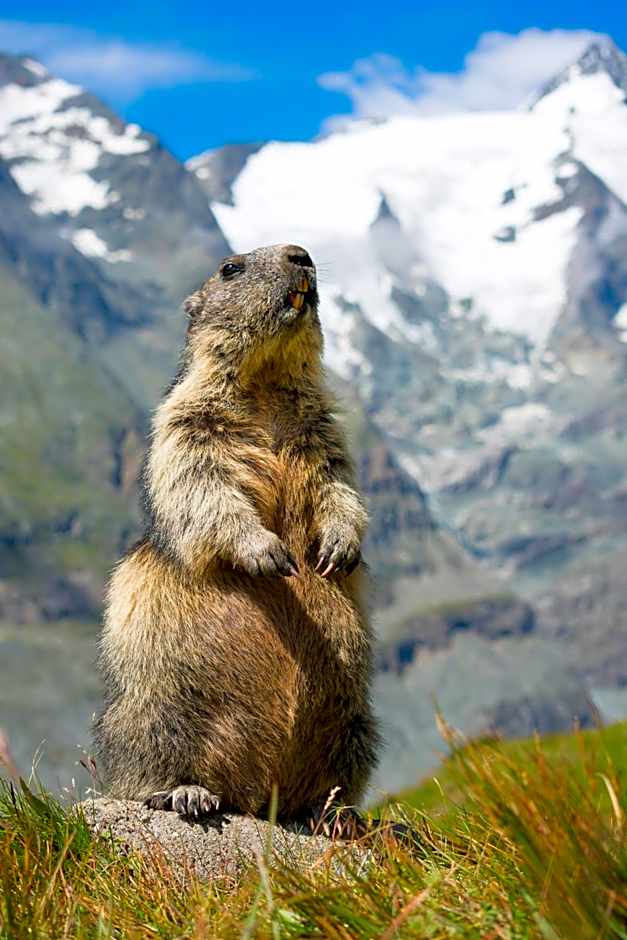 Panoramarestaurant Kaiser Franz-Josefs-Höhe