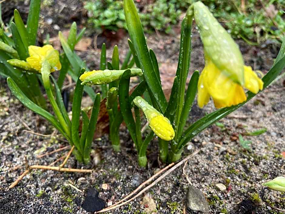 Waldwerk Wurlgrund Lychen