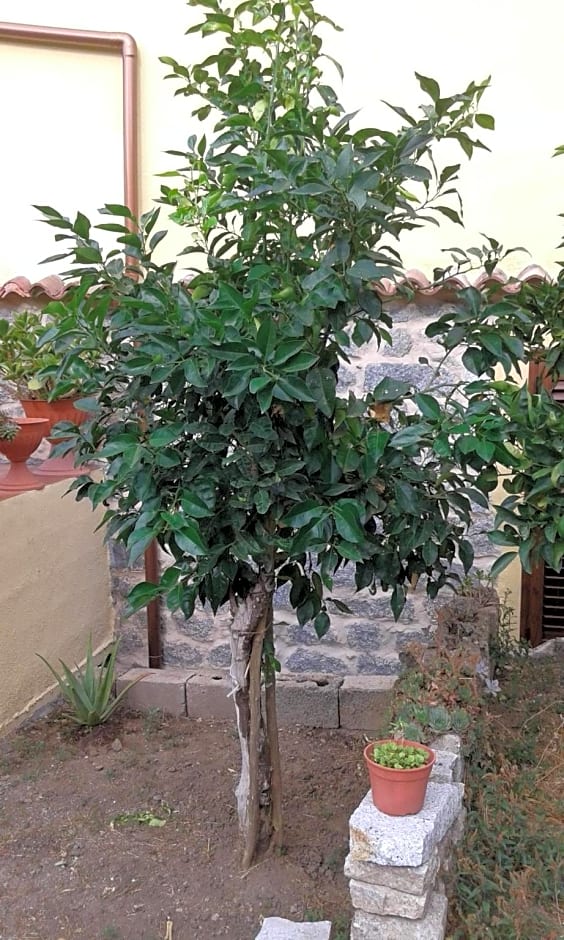 La Collina dei Ciliegi