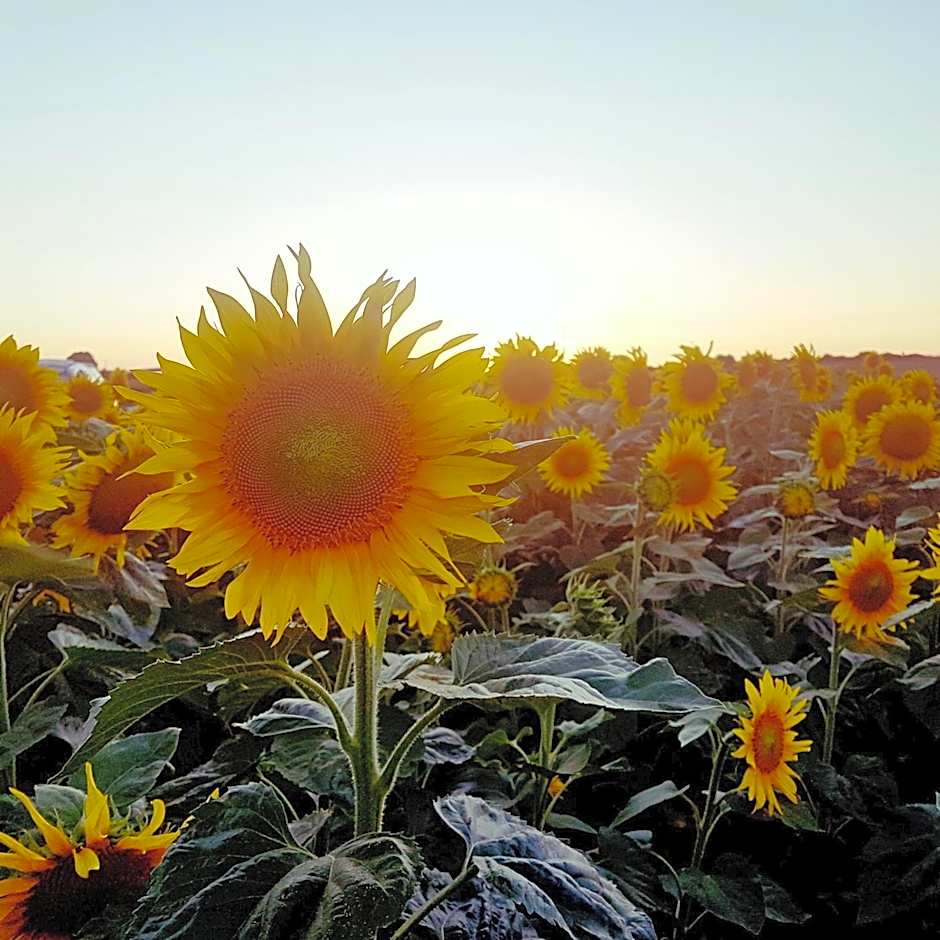 Fonsegre Chambres d'Hôtes