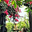 Artist's Place Trat