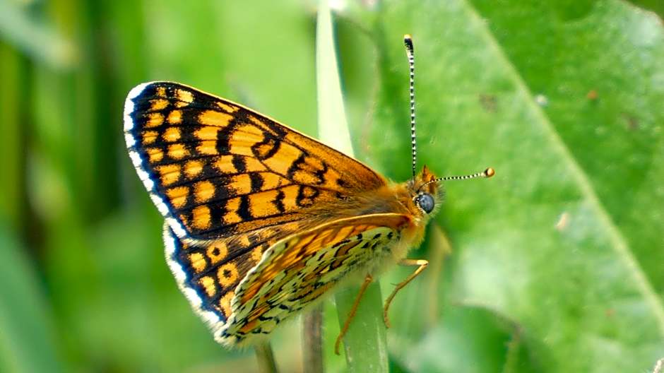 Les Chalets d'Argentouleau