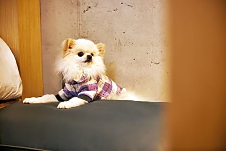 [Pet Friendly - 1 dog under 15kg] Deluxe King Room