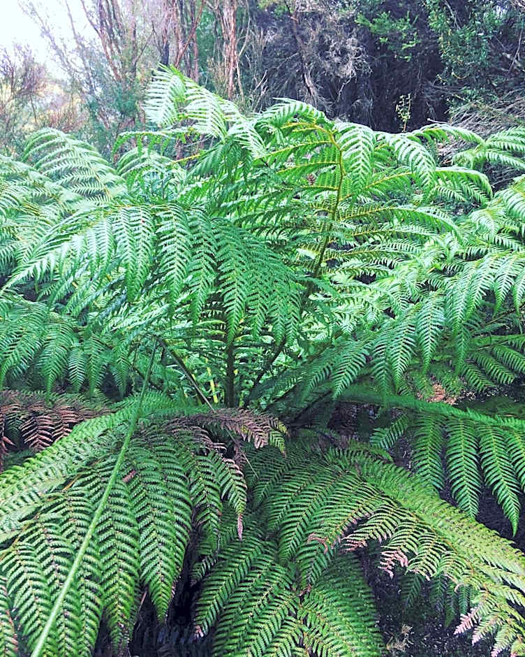 Strahan Wilderness Lodge