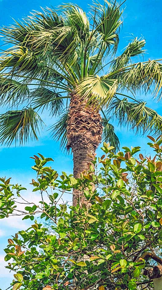 Pine House - Faro Airport, Beach and City Center