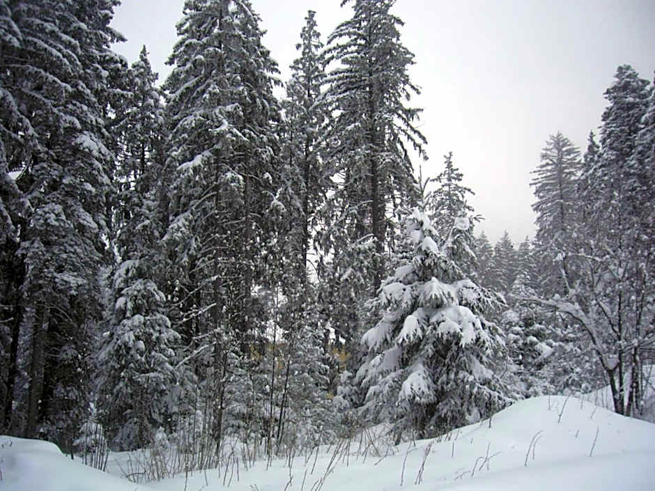 Apartments Flora-Daisy