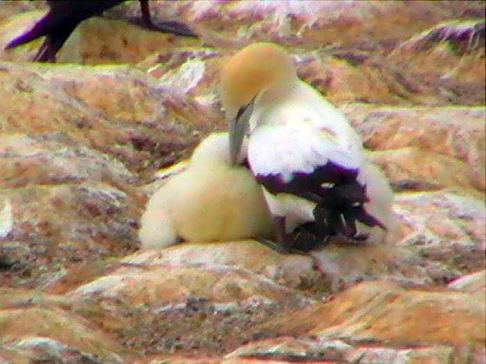 Cape Nelson Lighthouse