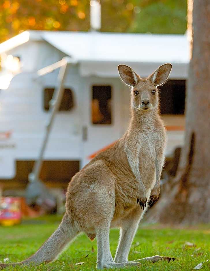 NRMA South West Rocks Holiday Park
