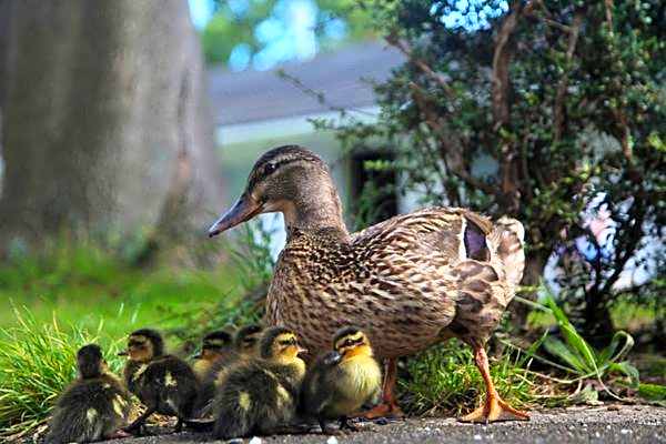 Mill Rythe Coastal Village