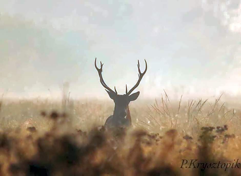 Gościniec Biebrzański