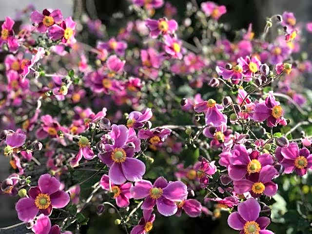 Les Belles Terrasses