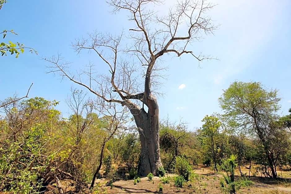 Africa Safari Selous Nyerere national park